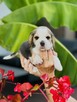 Beagle FCI rasowe - 3