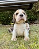 Beagle FCI rasowe - 5