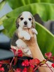 Beagle FCI rasowe - 2