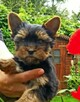 Mini Śliczny Yorkshire Terrier - 2