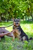 Piast- niewielki piesek Czeja na dom-adopcja - 6