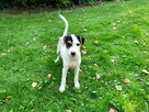 Parson Russell Terrier - suczka - 4