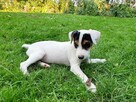 Parson Russell Terrier - suczka - 2