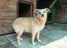 Malutka, kochająca LUNA szuka domu !! Do adopcji !! - 3