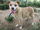 Malutka, kochająca LUNA szuka domu !! Do adopcji !! - 5