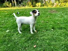 Parson Russell Terrier - suczka - 5