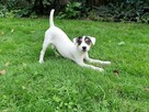 Parson Russell Terrier - suczka - 5