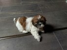 Oddam pieska rasy schitzu za koszty wychowania z książeczką - 3