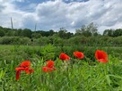 Wyjątkowy dom przy lesie, OKAZJA!!! Natura 2000 - 15