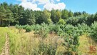 Działka budowlana Wólka Poduchowna gm. Wasilków - 2