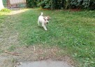 Jack Russell Terrier - 3