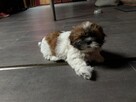 Oddam pieska rasy schitzu za koszty wychowania z książeczką - 2