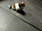 Oddam pieska rasy schitzu za koszty wychowania z książeczką - 4