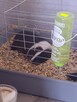 Oddam dwie świnki morskie!!! - 5