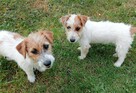 Jack Russell Terrier - 1