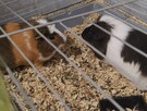 Oddam dwie świnki morskie!!! - 6