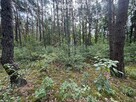 Piękna działka w otulinie lasu blisko rzeki. - 6
