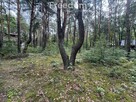 Piękna działka w otulinie lasu blisko rzeki. - 7