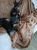 Pinczer Miniaturowy,, Mini Doberman - 14