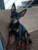 Pinczer Miniaturowy,, Mini Doberman - 15