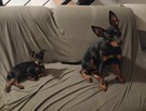 Pinczer Miniaturowy,, Mini Doberman - 13