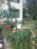 Domek całoroczny na działce leśnej Wrząca - 3