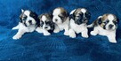 Shih tzu Rodowód ZK PL - 3