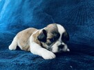 Shih tzu Rodowód ZK PL - 7