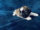 Shih tzu Rodowód ZK PL - 6