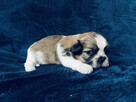 Shih tzu Rodowód ZK PL - 5