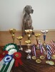 Szczenięta wyżła weimarskiego rodowodowe po championach - 10