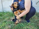 Janek do adopcji - 8