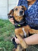 Janek do adopcji - 7