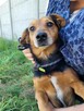 Janek do adopcji - 6