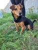 Janek do adopcji - 9