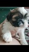 Pieski Shih Tzu - 4