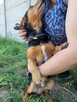 Janek do adopcji - 5