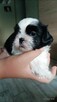 Pieski Shih Tzu - 3