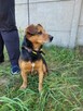 Janek do adopcji - 2