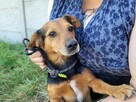 Janek do adopcji - 3