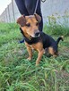 Janek do adopcji - 4