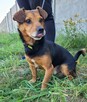 Janek do adopcji - 10