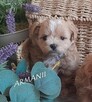 maltipoo -cudowne maluszki od 12 pazdziernika - 7