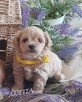 maltipoo -cudowne maluszki od 12 pazdziernika - 5