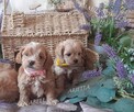 maltipoo -cudowne maluszki od 12 pazdziernika - 2