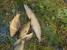 Sieci rybackie wonton drgawica żak - 4