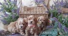 maltipoo -cudowne maluszki od 12 pazdziernika - 4