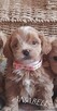 maltipoo -cudowne maluszki od 12 pazdziernika - 3