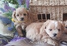 maltipoo -cudowne maluszki od 12 pazdziernika - 6