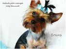 Yorkshire Terrier piesek York Bruno szczeniak 6-mcy Rodowód - 8